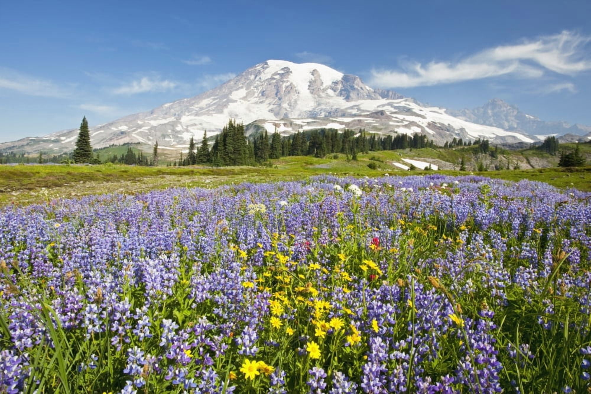 Wildflowers In Paradise Park With Mount Rainier In The Background Mount Rainier National Park WashingtonUsa Canvas Art - Craig Tuttle Design Pics (38 x 24)