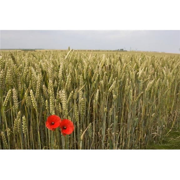 Wildflowers - Poppies Beside Grain Field Poster Print, Large - 38 x 24