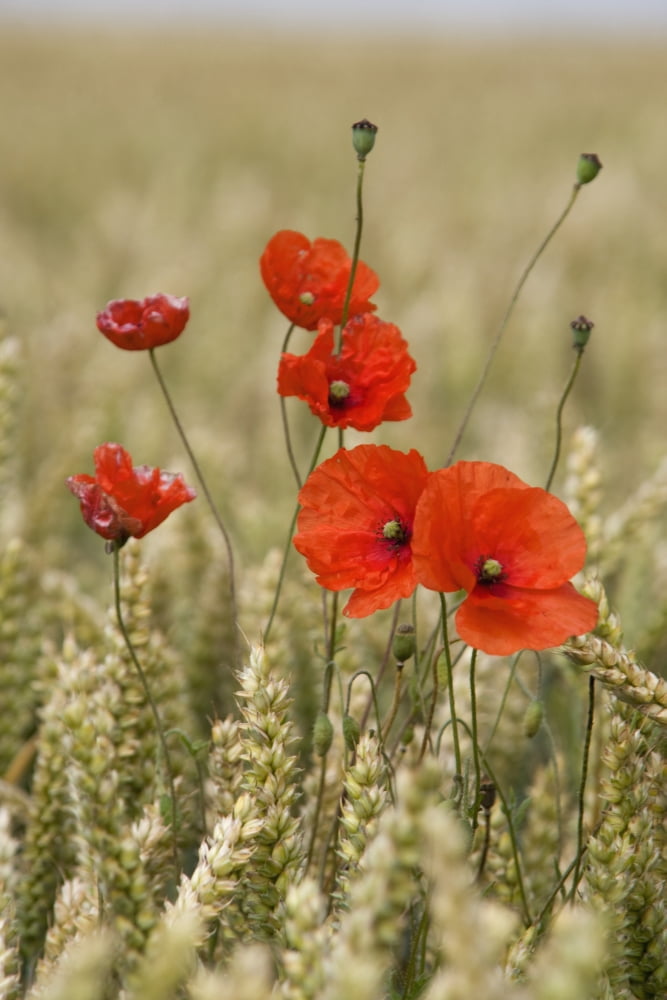 Wildflowers Poppies In A Grain Field Canvas Art - John Short Design Pics (12 x 19)