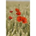 thumbnail image 1 of Wildflowers; Poppies In A Grain Field Poster Print, 1 of 2