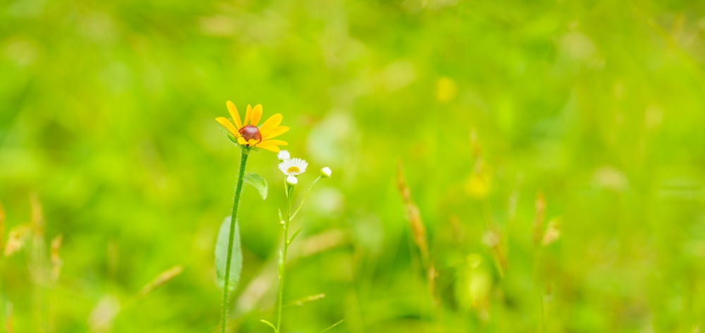 Wildflowers Portville New York State USA Canvas Art - Panoramic Images (26 x 12)