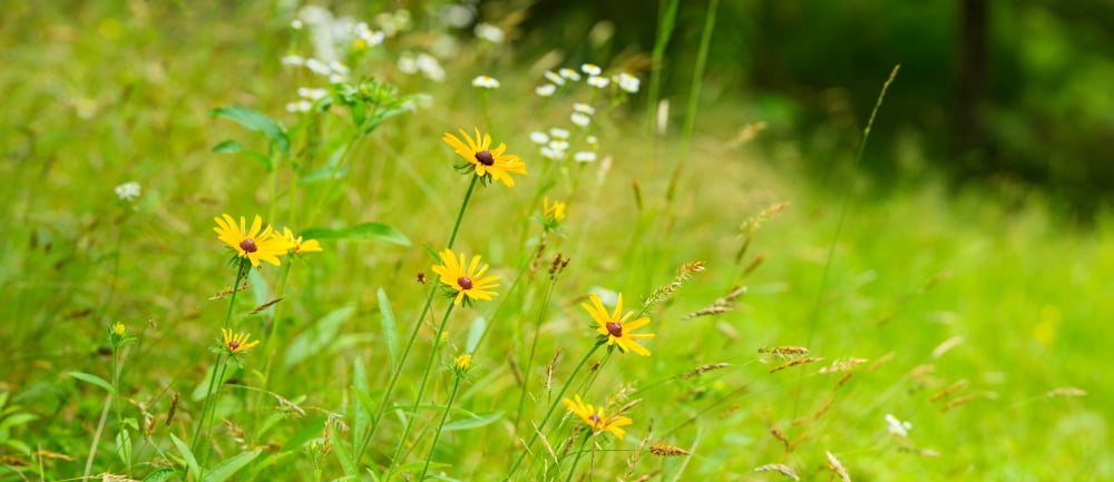 Wildflowers Portville New York State USA Canvas Art - Panoramic Images (36 x 12)