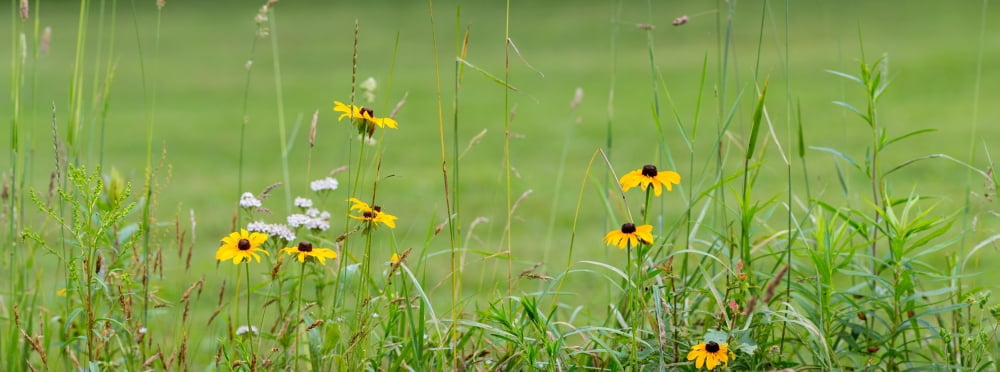 Wildflowers Portville New York State USA Canvas Art - Panoramic Images (36 x 12)