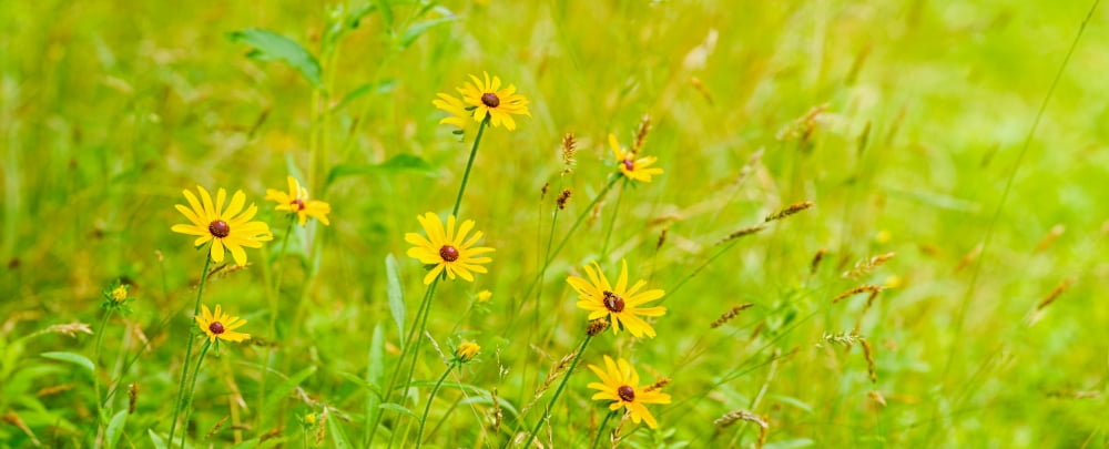 Wildflowers Portville New York State USA Canvas Art - Panoramic Images (36 x 12)