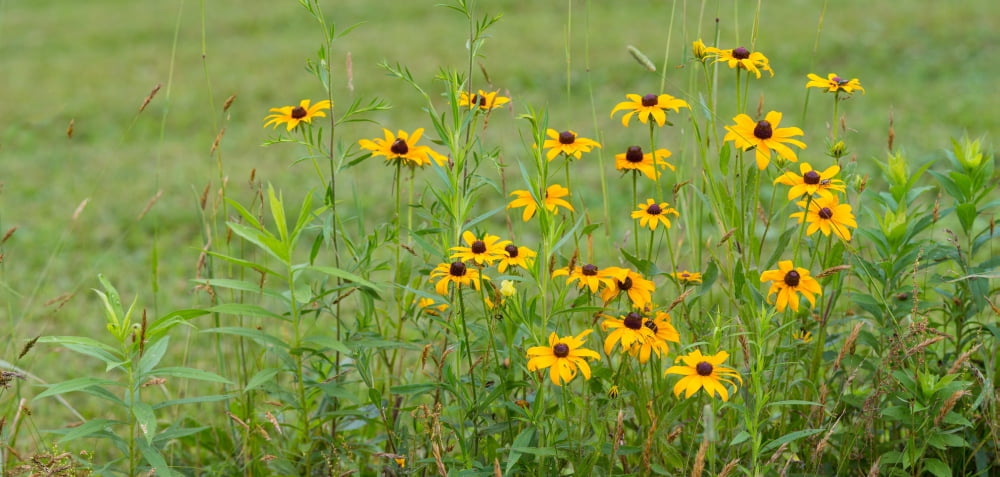 Wildflowers Portville New York State USA Canvas Art - Panoramic Images (36 x 12)