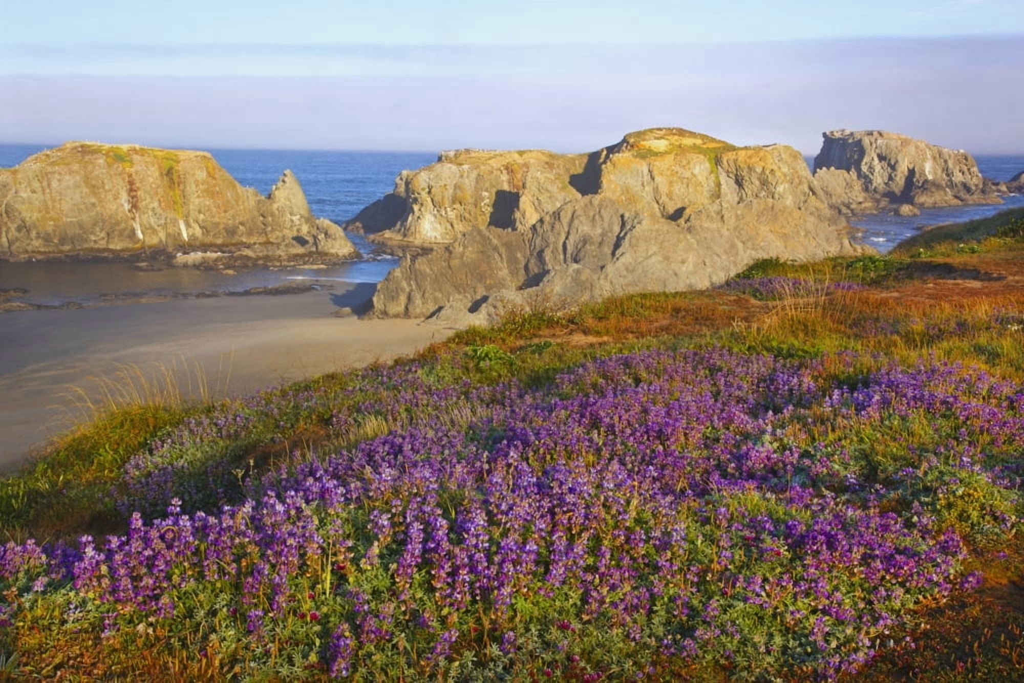 Wildflowers And Rock Formations Along The Coast At Bandon State Park Bandon Oregon United States of America Canvas Art - Craig Tuttle Design Pics (19 x 12)