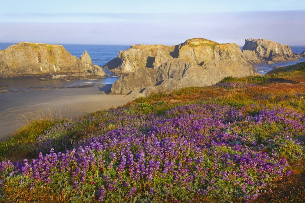 Wildflowers And Rock Formations Along The Coast At Bandon State Park Bandon Oregon United States of America Canvas Art - Craig Tuttle Design Pics (38 x 24)