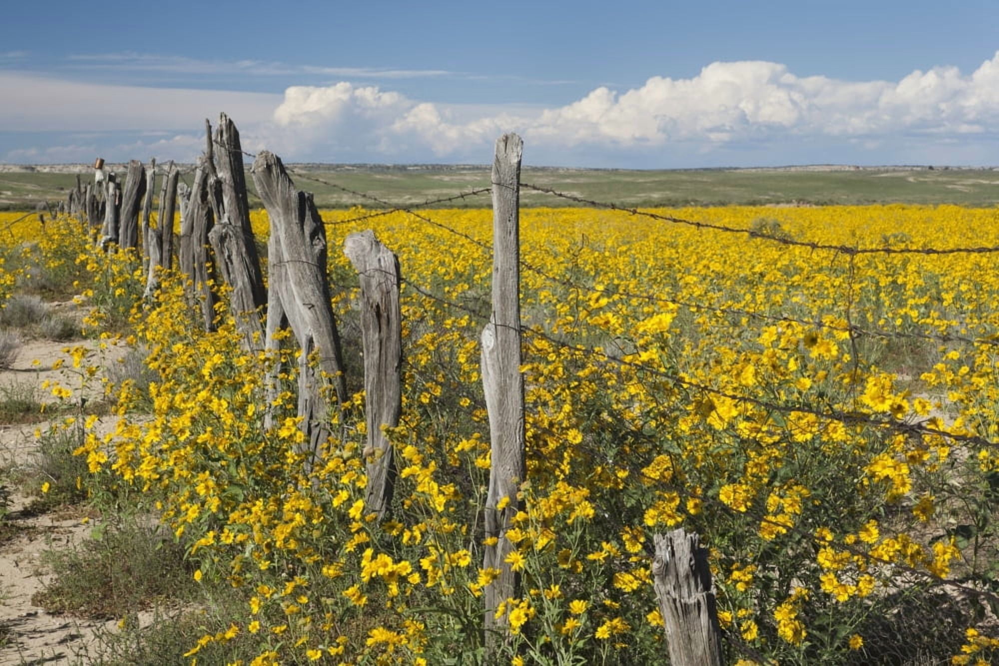 Wildflowers Surround Rustic Barb Wire Fence In The Plains Of Northwestern New Mexico New Mexico United States Of America Canvas Art - David Ponton Design Pics (38 x 24)