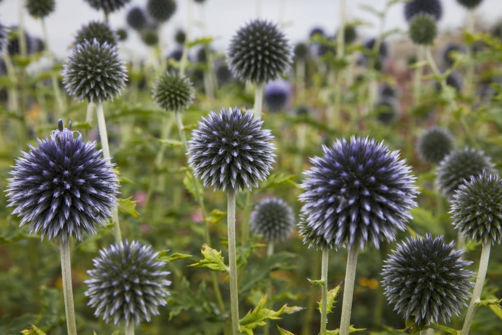 Wildflowers With Purple Heads Scottish Borders Scotland Canvas Art - John Short Design Pics (19 x 12)