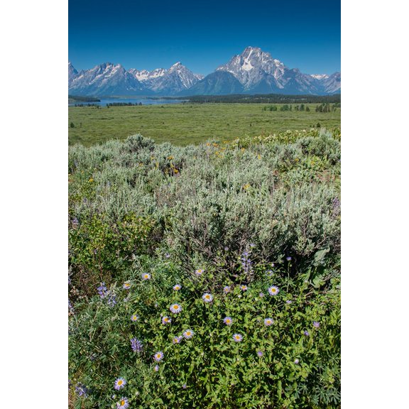 Wildflowers and Grand Tetons-Lunch Tree Hill-Grand Teton National Park-Wyoming-Usa. Poster Print - Roddy Scheer (24 x 36)
