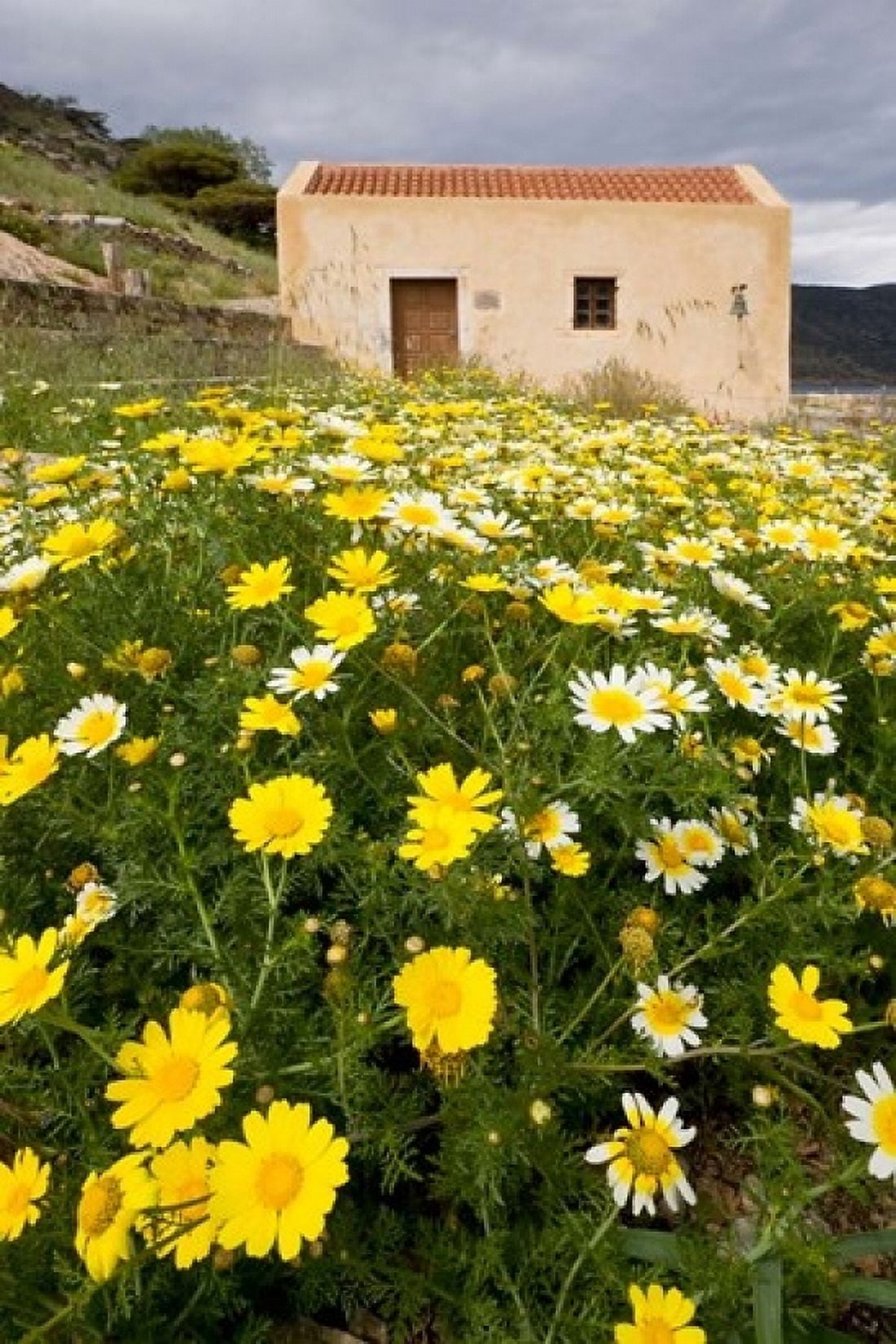 Wildflowers and church of St Island of Spinalonga Crete Greece Canvas Art - Scott T Smith DanitaDelimont (11 x 17)