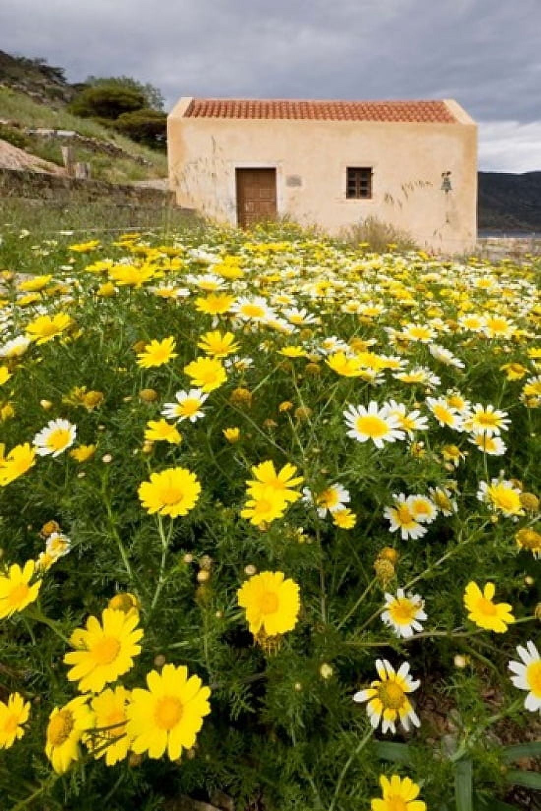 Wildflowers and church of St Island of Spinalonga Crete Greece Canvas Art - Scott T Smith DanitaDelimont (23 x 35)