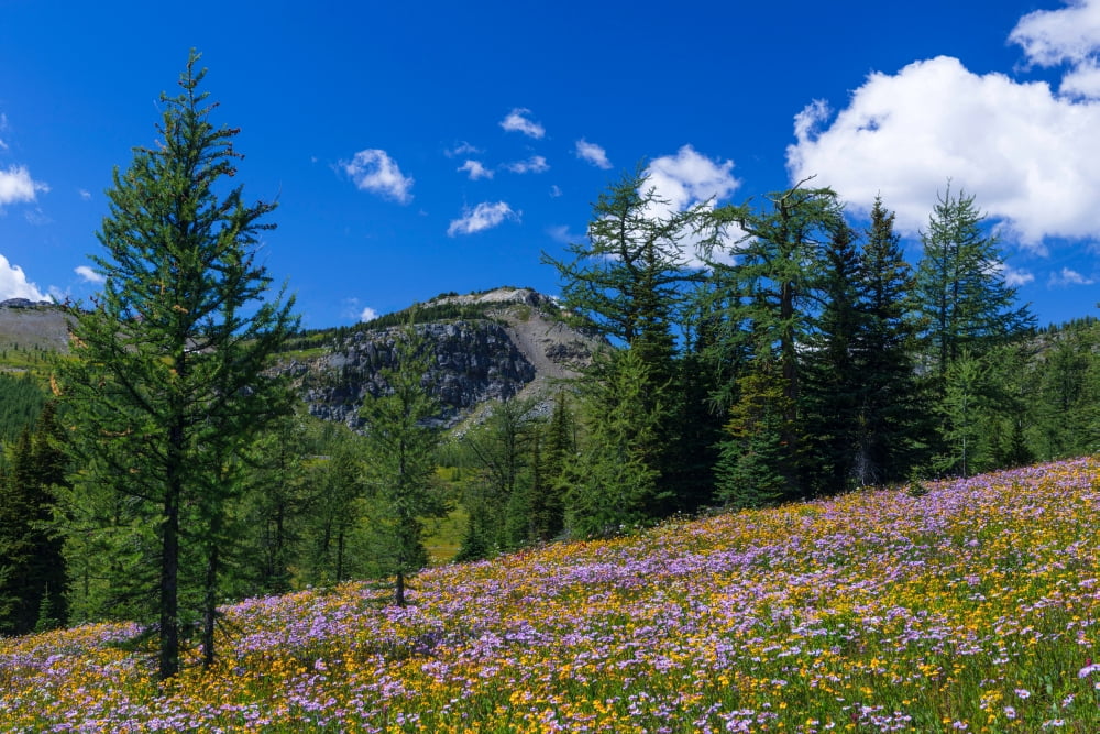 Wildflowers and larch trees in meadow Healy Pass Alberta Canada Canvas Art - Panoramic Images (18 x 24)