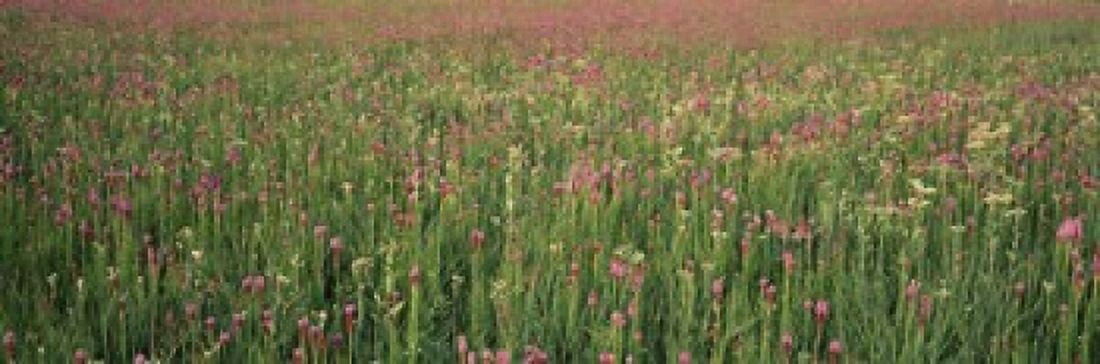Wildflowers blooming in a field Lee County Illinois USA Canvas Art - Panoramic Images (36 x 12)