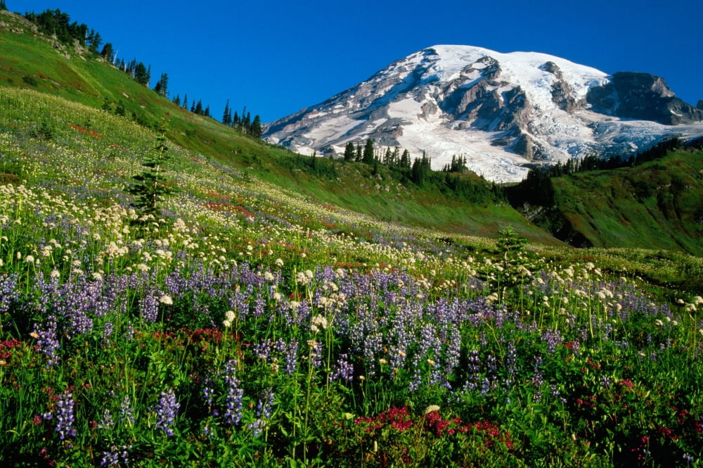 Wildflowers blooming in front of snowy Mount Rainier Washington USA Canvas Art - Panoramic Images (36 x 12)