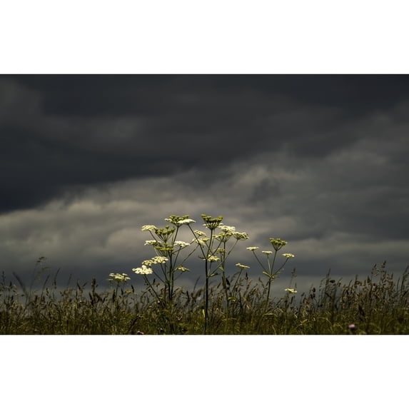 Wildflowers blossoming under an ominous dark sky; South Shields, Tyne and Wear, England Poster Print by John Short / Design Pics (34 x 22)