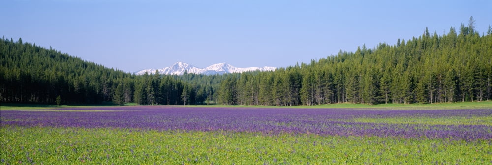 Wildflowers in a field with a mountain range in the background Sawtooth National Recreation Area Stanley Idaho USA Canvas Art - Panoramic Images (27 x 9)