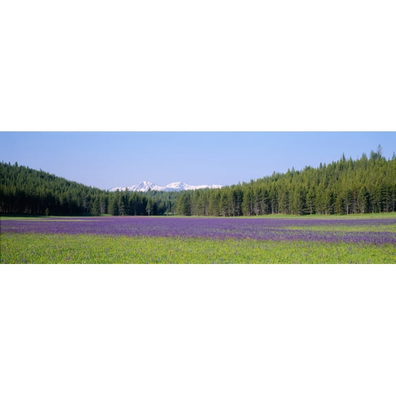 Wildflowers in a field with a mountain range in the background Sawtooth National Recreation Area Stanley Idaho USA Canvas Art - Panoramic Images (36 x 12)