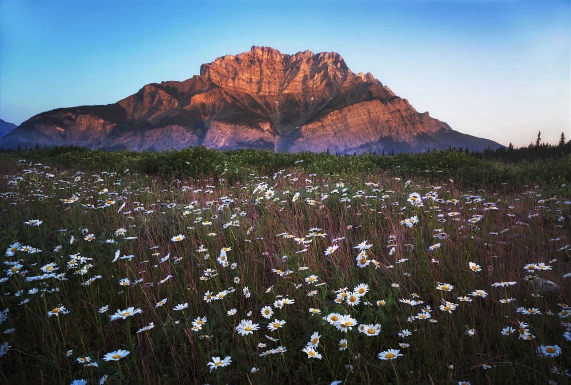 Wildflowers growing in a meadow with a mountain in the distance near Two Jack Lake Banff National Park Alberta Canada Canvas Art - Justin Sinclair Design Pics (36 x 24)
