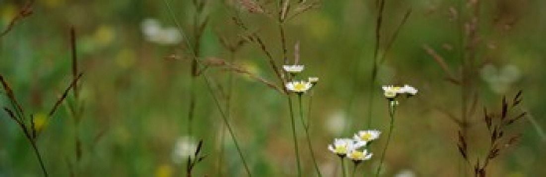 Wildflowers in a field Canvas Art - Panoramic Images (18 x 6)
