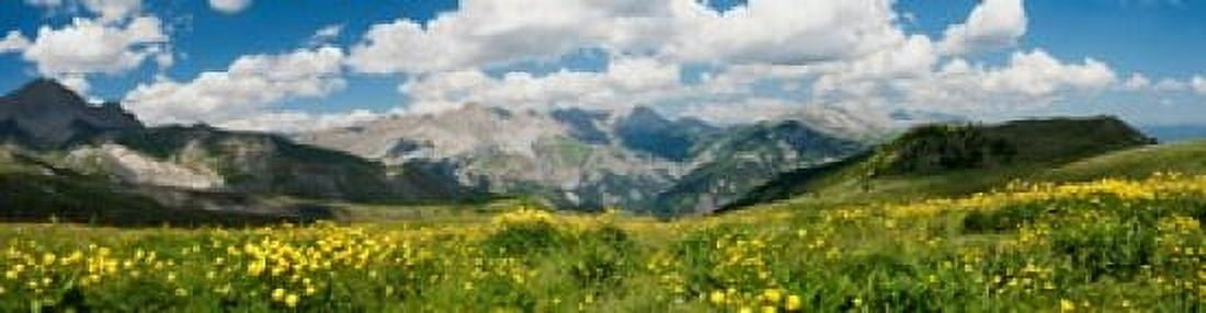 Wildflowers in a field Champs Pass French Riviera France Canvas Art - Panoramic Images (20 x 5)