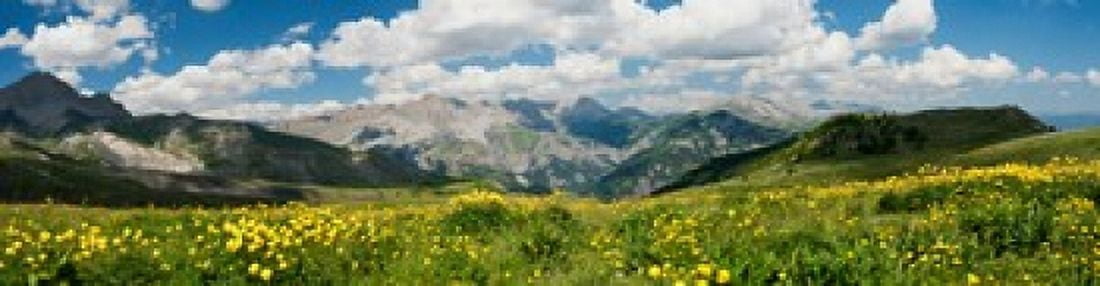 Wildflowers in a field Champs Pass French Riviera France Canvas Art - Panoramic Images (40 x 10)
