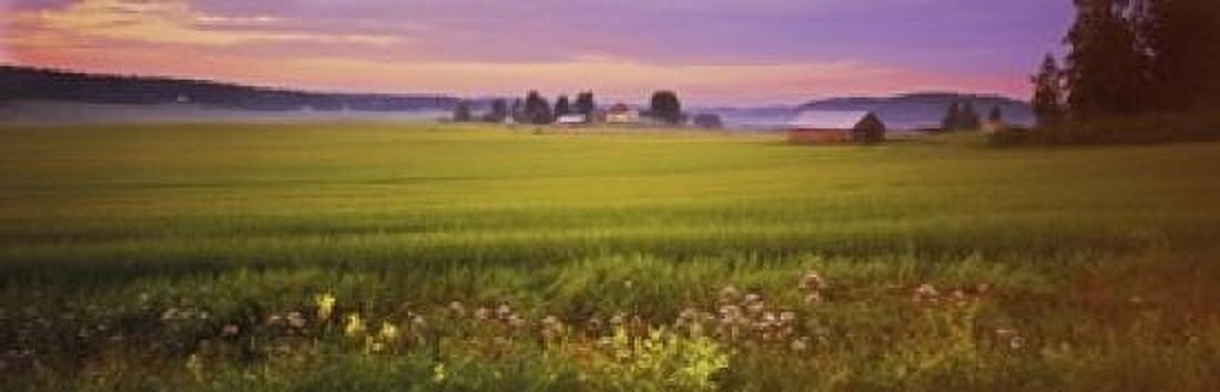 Wildflowers in a field Finland Canvas Art - Panoramic Images (18 x 6)
