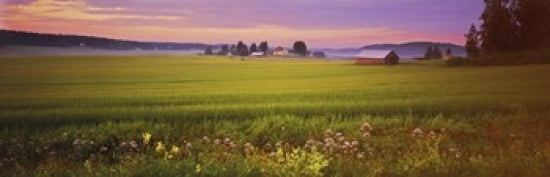 Wildflowers in a field Finland Canvas Art - Panoramic Images (36 x 12)