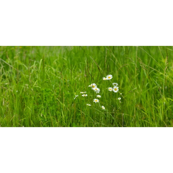 Wildflowers in a field, Gooseberry River, Gooseberry Falls State Park, Lake Superior, Minnesota, USA Poster Print (12 x 24)