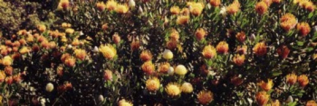 Wildflowers in a field Maui Hawaii USA Canvas Art - Panoramic Images (18 x 6)