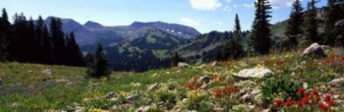 Wildflowers in a field Rendezvous Mountain Teton Range Grand Teton National Park Wyoming USA Canvas Art - Panoramic Images (18 x 6)