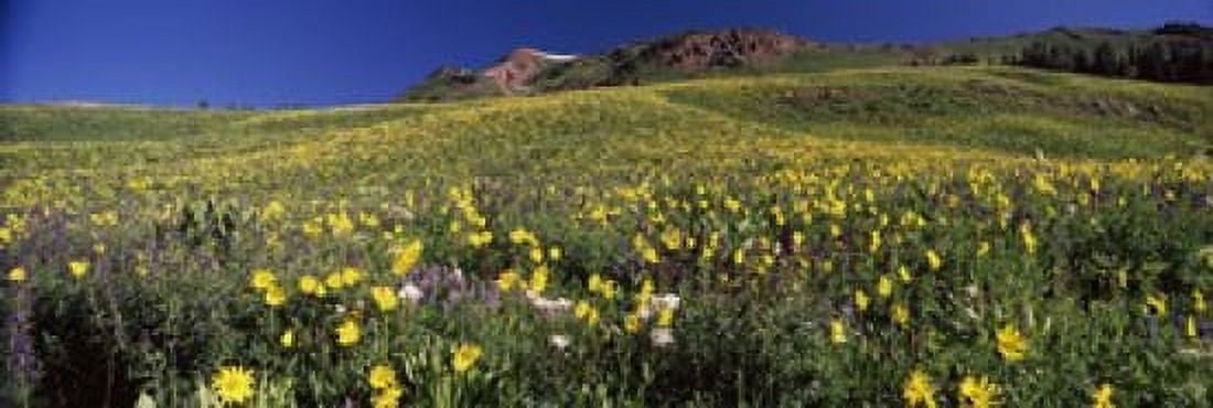 Wildflowers in a field West Maroon Pass Crested Butte Gunnison County Colorado USA Canvas Art - Panoramic Images (18 x 6)