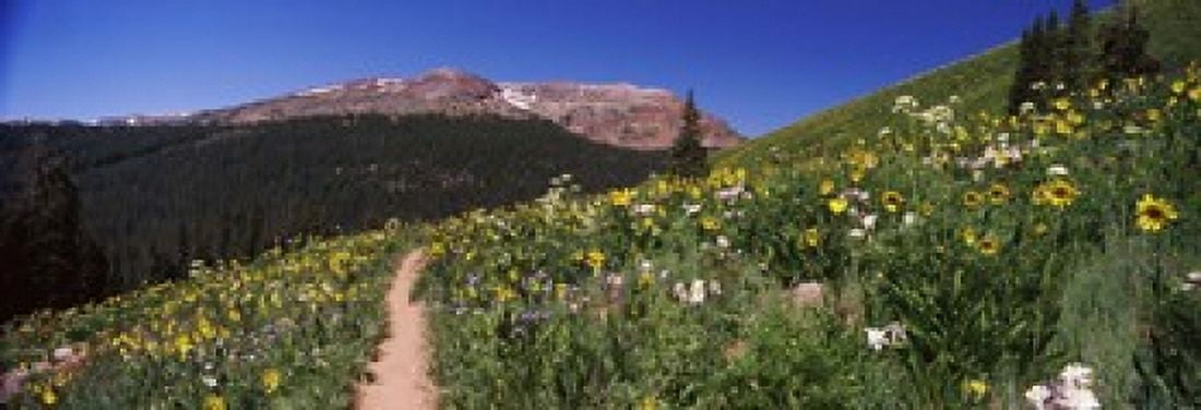 Wildflowers in a field West Maroon Pass Crested Butte Gunnison County Colorado USA Canvas Art - Panoramic Images (18 x 7)