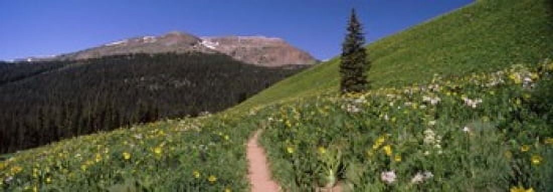 Wildflowers in a field West Maroon Pass Crested Butte Gunnison County Colorado USA Canvas Art - Panoramic Images (18 x 7)