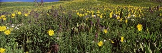 Wildflowers in a field West Maroon Pass Crested Butte Gunnison County Colorado USA Canvas Art - Panoramic Images (36 x 12)