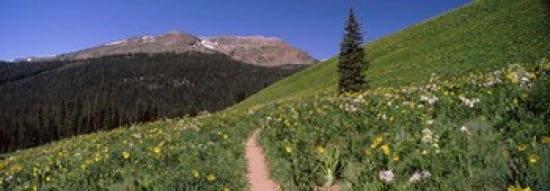 Wildflowers in a field West Maroon Pass Crested Butte Gunnison County Colorado USA Canvas Art - Panoramic Images (36 x 13)