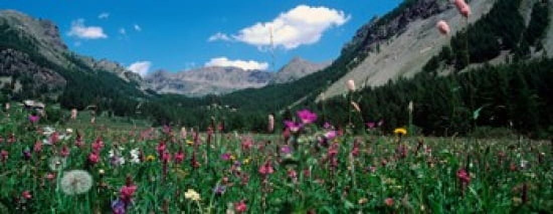 Wildflowers in a field at lakeside French Riviera France Canvas Art - Panoramic Images (15 x 6)