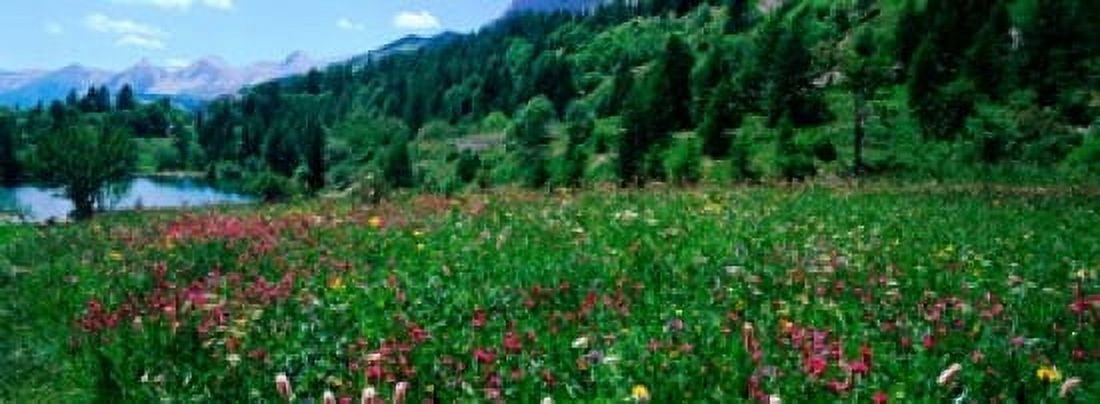 Wildflowers in a field at lakeside French Riviera France Canvas Art - Panoramic Images (18 x 7)