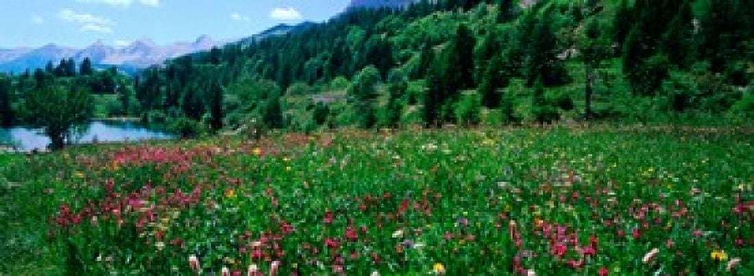 Wildflowers in a field at lakeside French Riviera France Canvas Art - Panoramic Images (36 x 13)