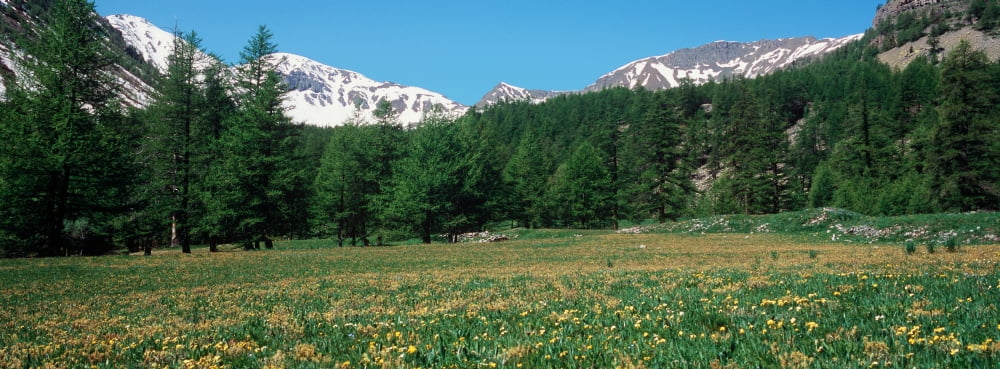 Wildflowers in a field with snowcapped mountain in the background French Riviera Canvas Art - Panoramic Images (27 x 9)