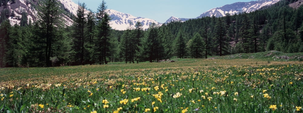 Wildflowers in a field with snowcapped mountain in the background French Riviera Canvas Art - Panoramic Images (27 x 9)