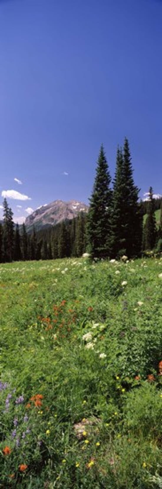 Wildflowers in a forest Crested Butte Gunnison County Colorado USA Canvas Art - Panoramic Images (36 x 12)