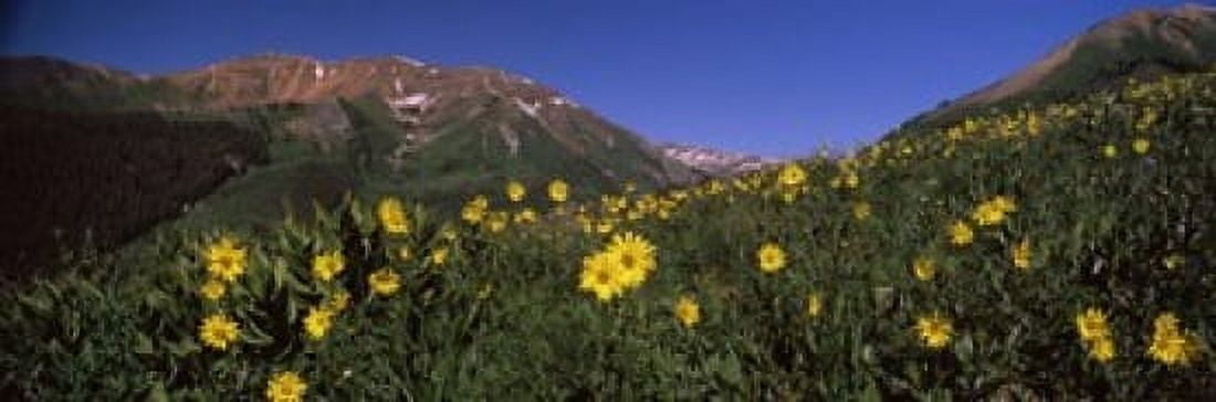 Wildflowers in a forest Kebler Pass Crested Butte Gunnison County Colorado USA Canvas Art - Panoramic Images (18 x 6)