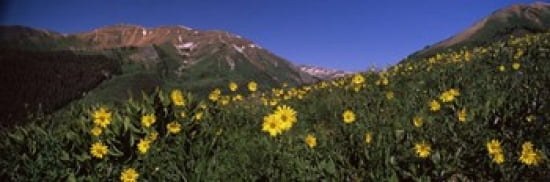 Wildflowers in a forest Kebler Pass Crested Butte Gunnison County Colorado USA Canvas Art - Panoramic Images (36 x 12)