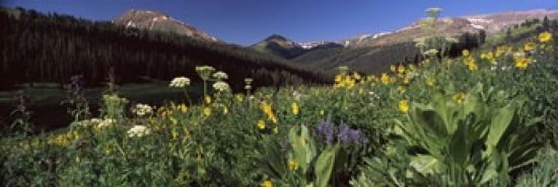 Wildflowers in a forest West Maroon Pass Crested Butte Gunnison County Colorado USA Canvas Art - Panoramic Images (18 x 6)