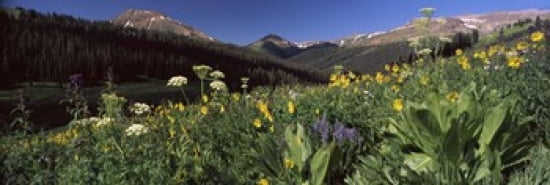 Wildflowers in a forest West Maroon Pass Crested Butte Gunnison County Colorado USA Canvas Art - Panoramic Images (36 x 12)