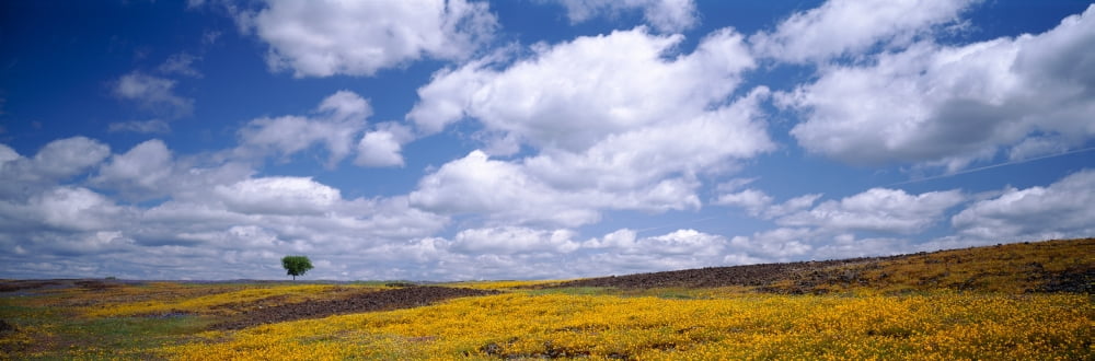 Wildflowers in bloom Table Mountain Oroville California USA Canvas Art - Panoramic Images (12 x 36)