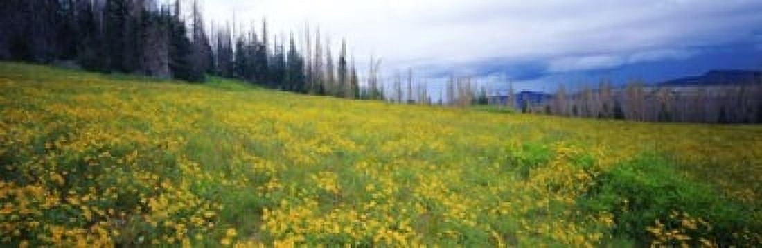 Wildflowers in bloom at morning light Dixie National Forest Utah USA Canvas Art - Panoramic Images (18 x 6)