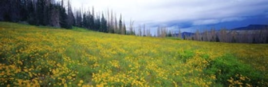 Wildflowers in bloom at morning light Dixie National Forest Utah USA Canvas Art - Panoramic Images (36 x 12)