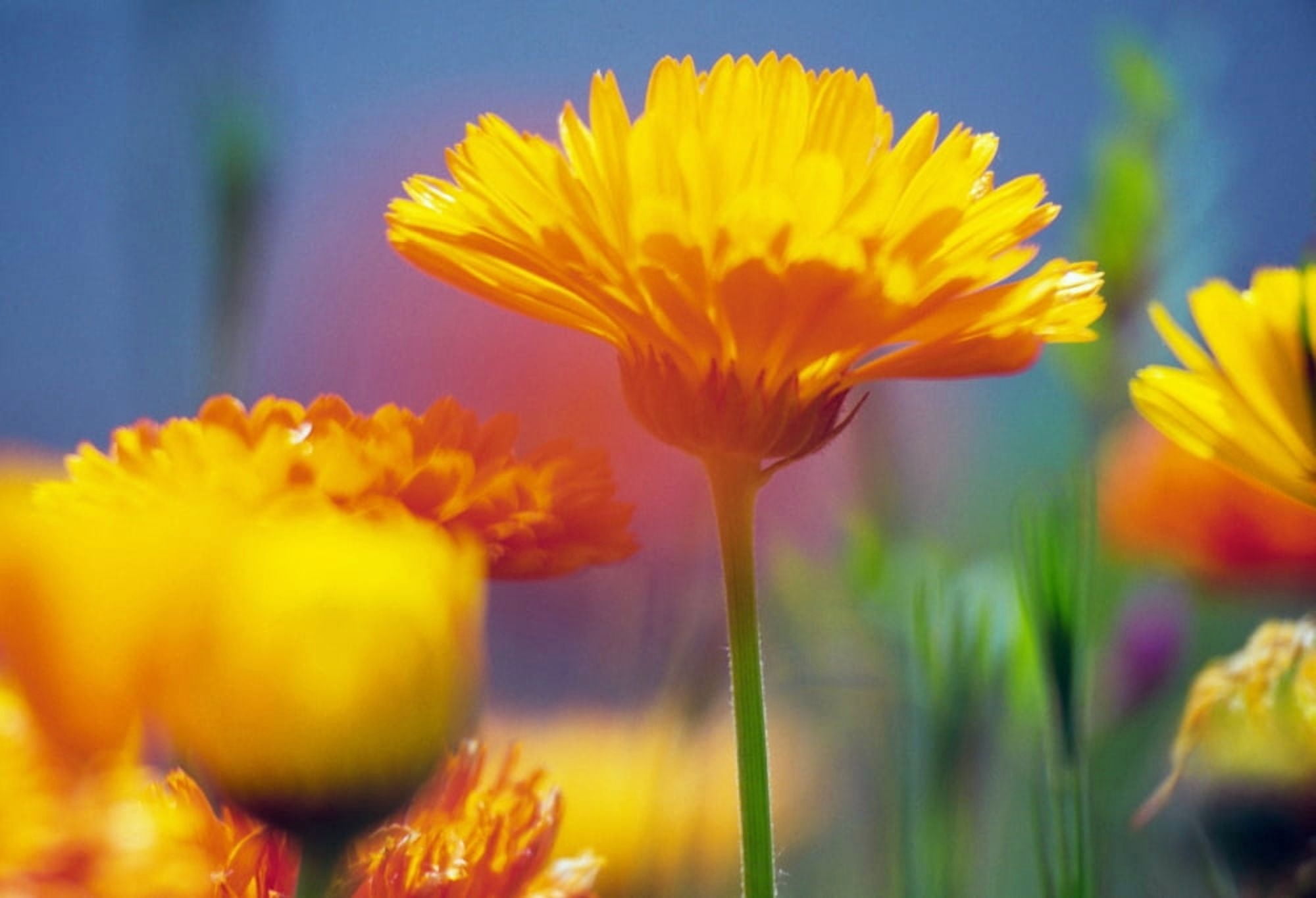 Wildflowers in bloom soft focus close up Oregon united states Canvas Art - Panoramic Images (9 x 27)